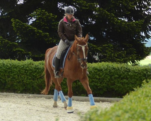 Dressurpferd Banchee van den Ark (Belgisches Warmblut, 2001, von Skippy II) Dressurpferd Banchee van den Ark (Belgisches Warmblut, 2001, von Skippy II)