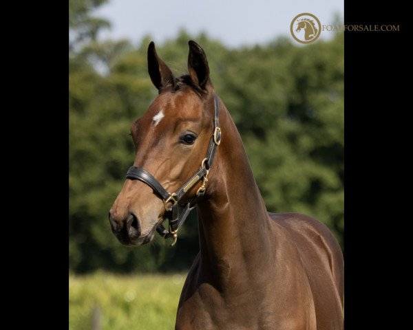 Pferd Rufus JAC (KWPN (Niederländisches Warmblut), 2021, von Connect)