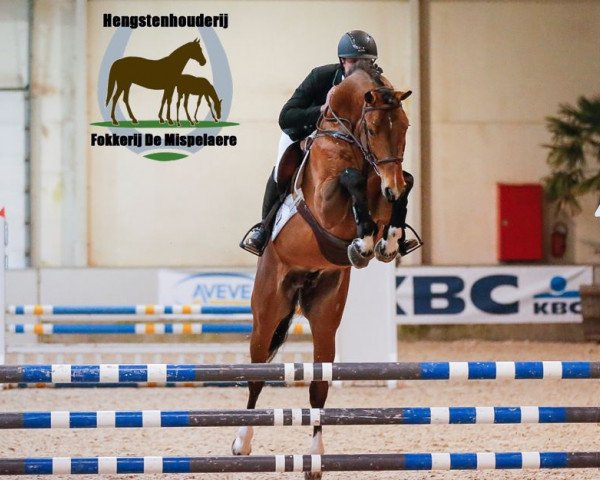 stallion Jon Pleasure van de Mispelaere (Belgian Warmblood, 2009, from Bisquet Balou C)