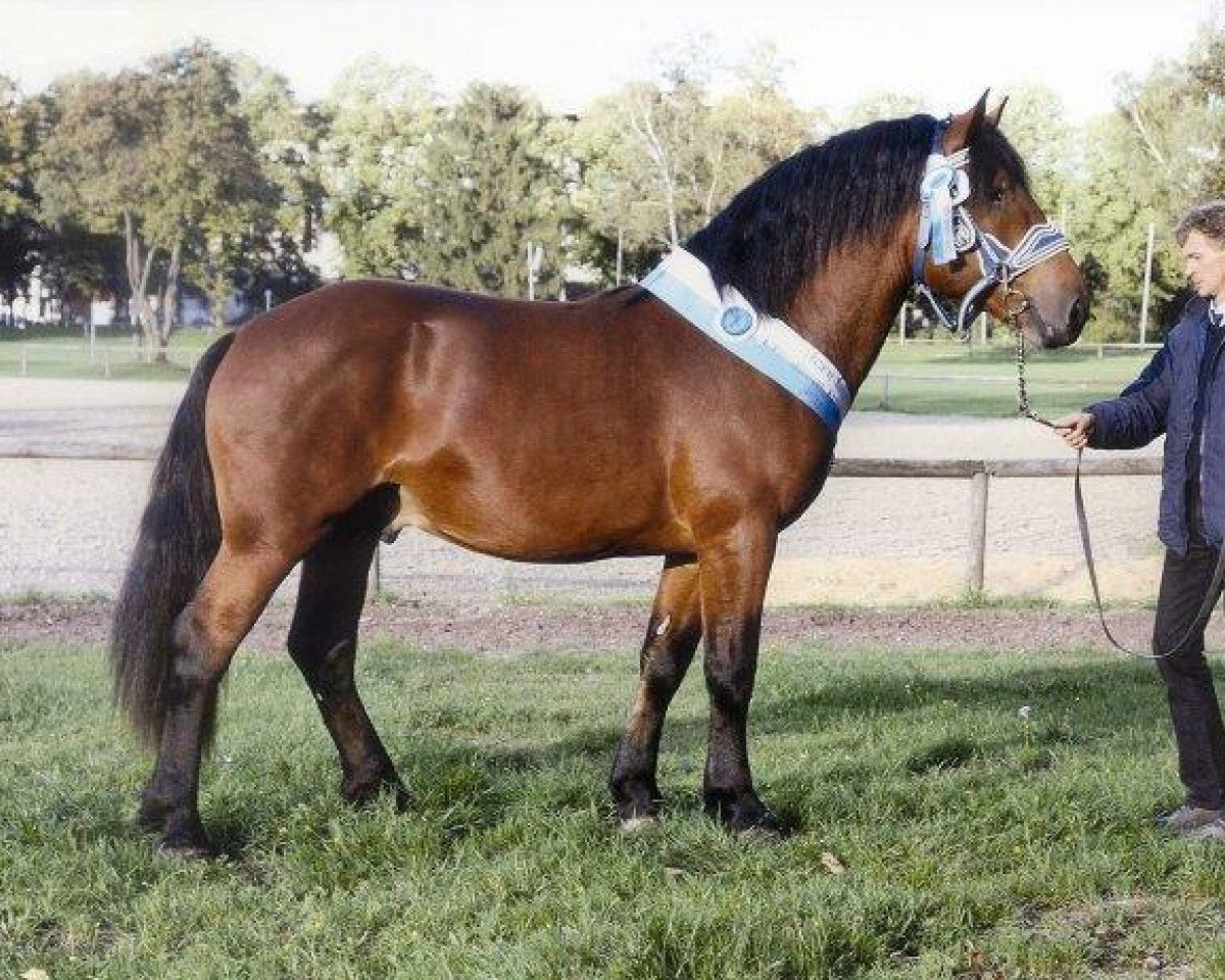 stallion Normativ (South German draft horse, 2004, from Dior II)