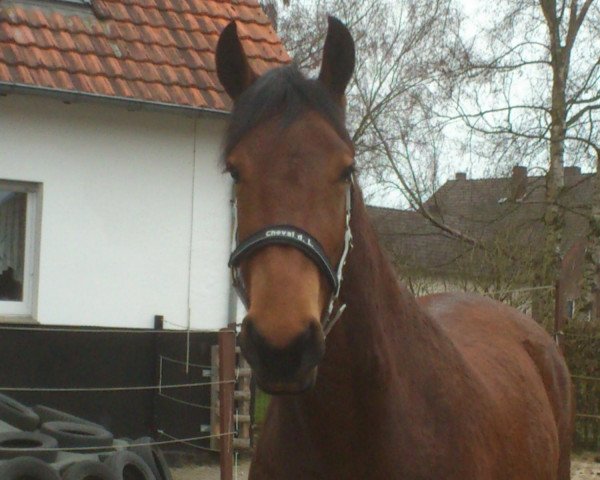 horse Ich bins Happy (German Warmblood, 2009, from Ilan)
