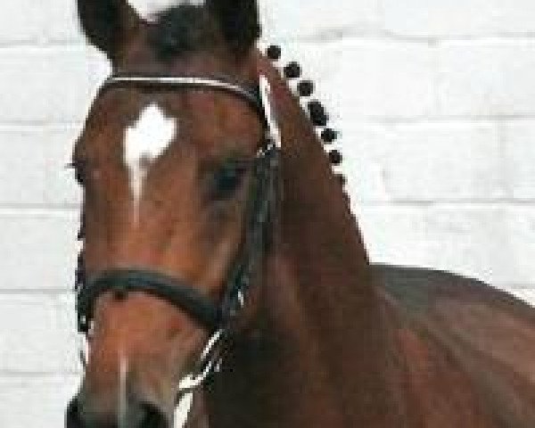 Deckhengst Casscoltairo (Hannoveraner, 2009, von Cassini II)