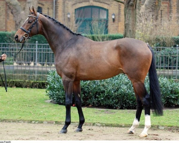 Deckhengst Saphir xx (Englisches Vollblut, 2006, von Black Sam Bellamy xx)