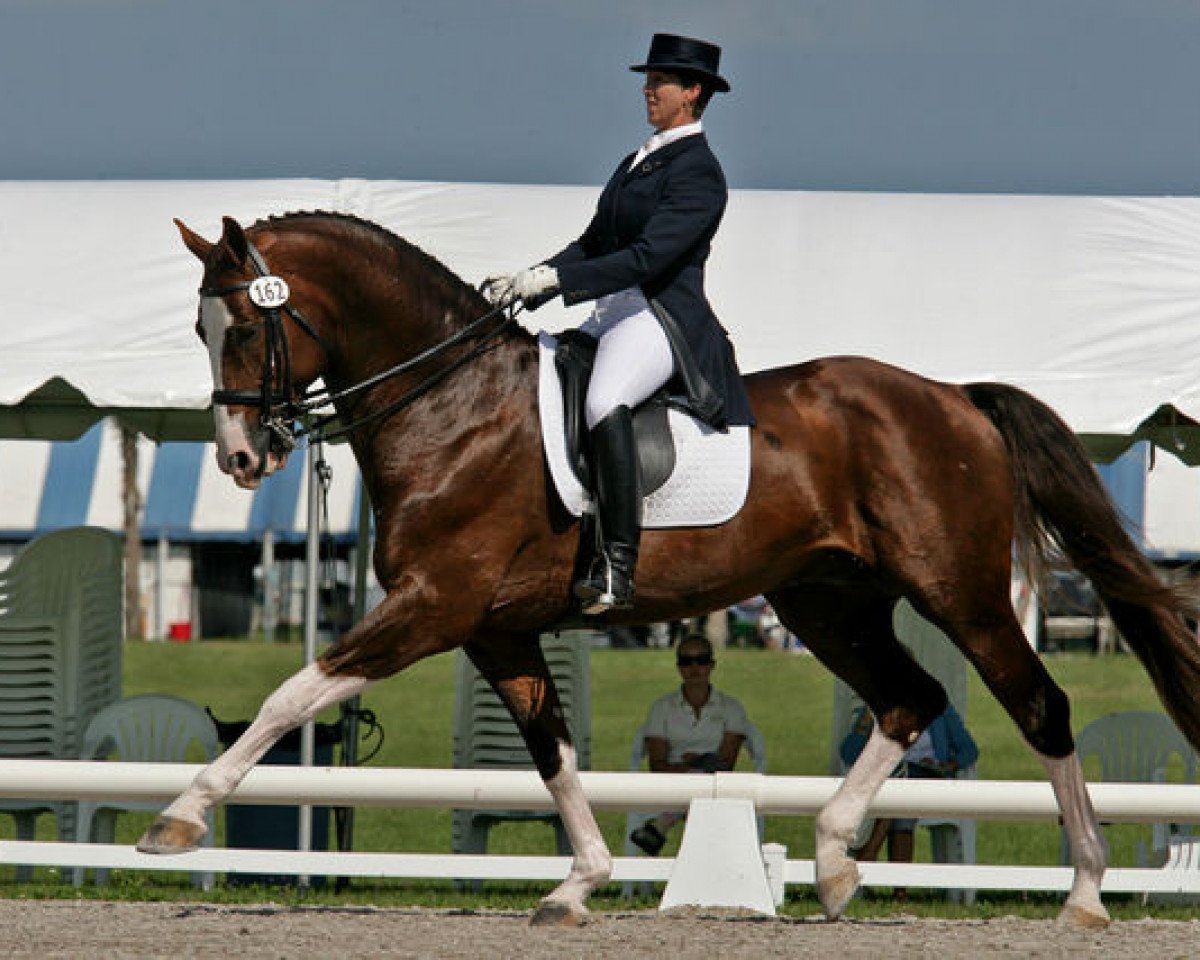 Stallone da monta Parcival (KWPN (Warmblood olandese), 1997, di Lancelot)