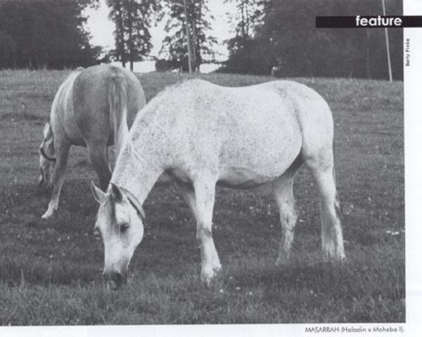 broodmare Masarrah ox (Arabian purebred, 1957, from Haladin ox)