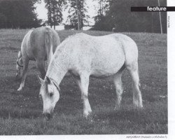 broodmare Masarrah ox (Arabian purebred, 1957, from Haladin ox)
