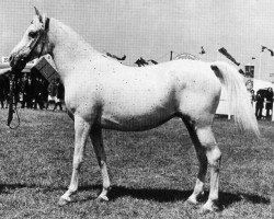 broodmare Mamsahi ox (Arabian purebred, 1964, from Ghazal 1953 EAO)