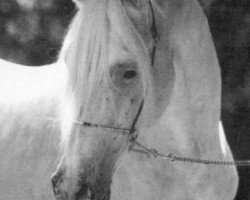 stallion Marwan ox (Arabian purebred, 1971, from Nazir ox)