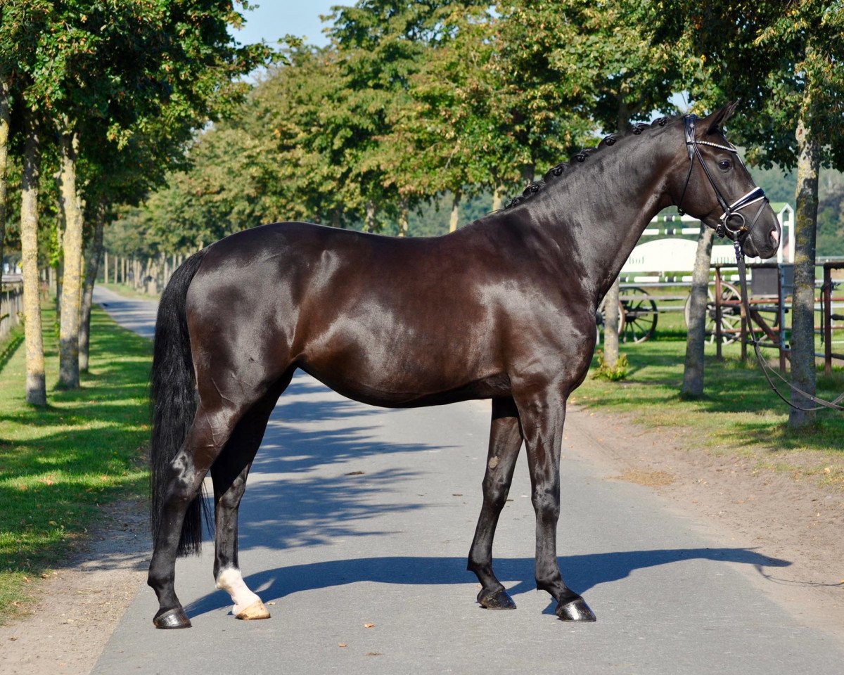 dressage horse Sezuans Sazou (Oldenburg, 2013, from Sezuan)