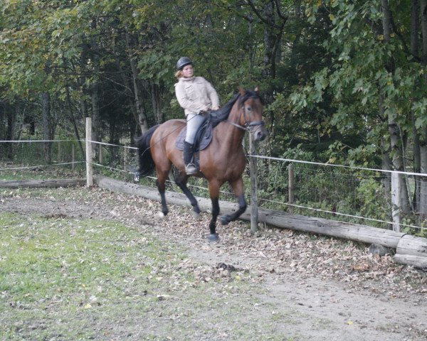 Pferd Ruanda 13 (Bayer, 2004, von Linolando)