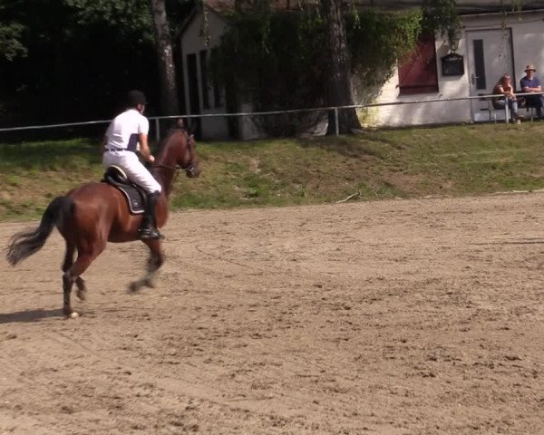 Reitturnier Lgl.-Oberhain, B95 2021