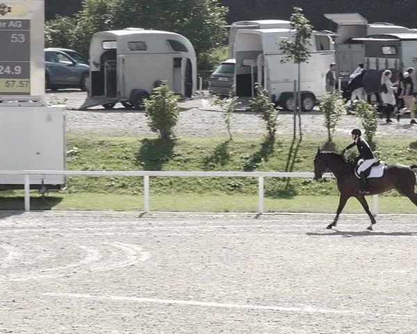 Pferdesporttage Bülach 2021