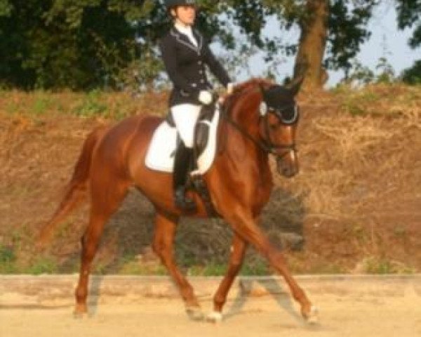 horse Nala 131 (Trakehner, 2008, from Kaiserdom) horse Nala 131 (Trakehner, 2008, from Kaiserdom)