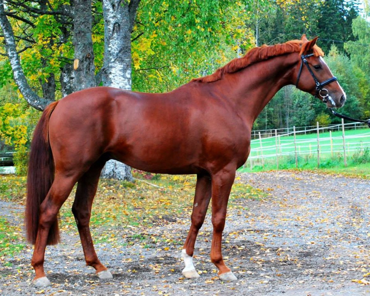 Pferd Floris Crusador 172 FIN (Hannoveraner, 2010, von Fuechtels Floriscount OLD)
