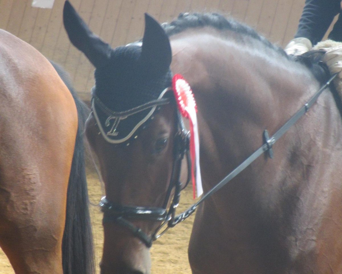 Dressurhest Talismann 91 (Trakehner, 2007, fra Gipsy King)