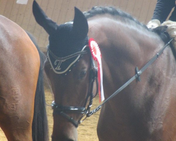 Pferd Talismann 91 (Trakehner, 2007, von Gipsy King) Pferd Talismann 91 (Trakehner, 2007, von Gipsy King)