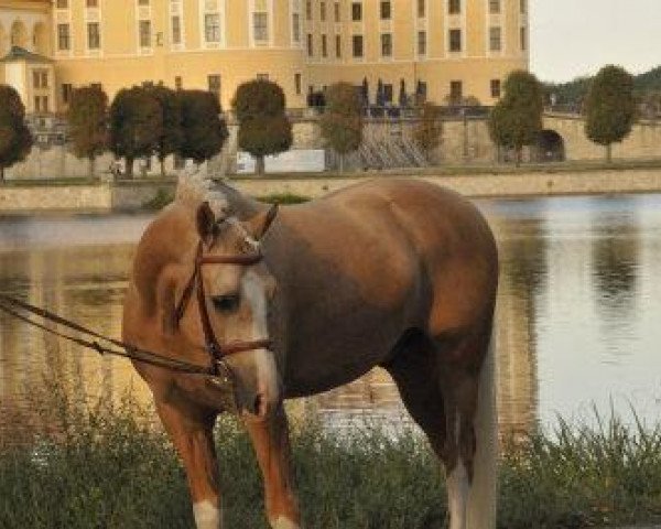 Dressurpferd Carlsson WE (Deutsches Reitpony, 2007, von Joldis Charmant)