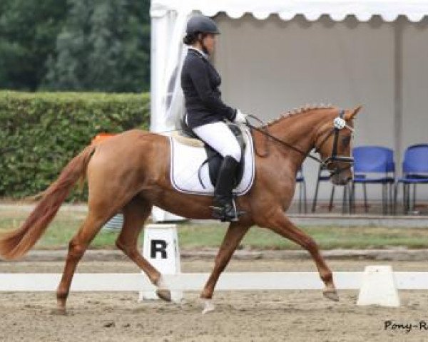 broodmare Daddy's Divine (German Riding Pony, 2010, from FS Don't Worry)