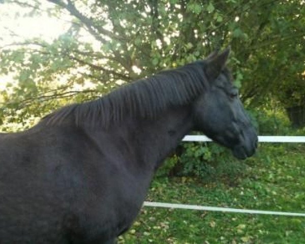 Zuchtstute Paula B (Deutsches Reitpony, 1996, von Power Star B) Zuchtstute Paula B (Deutsches Reitpony, 1996, von Power Star B)