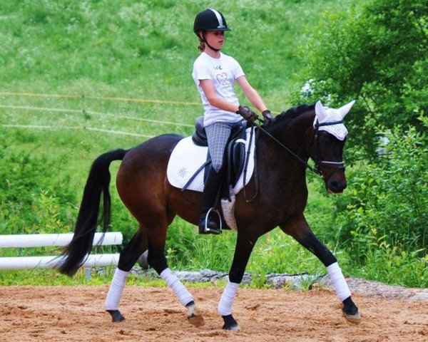 Dressurpferd Lettenhofs Lovely Daintiness (Kleines Deutsches Pony, 2007, von Derano Gold)