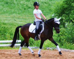 dressage horse Lettenhofs Lovely Daintiness (Kleines Deutsches Pony, 2007, from Derano Gold)