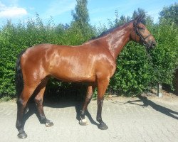 Cavallo da salto Courage 126 (Holsteiner, 2007, di Cristo)