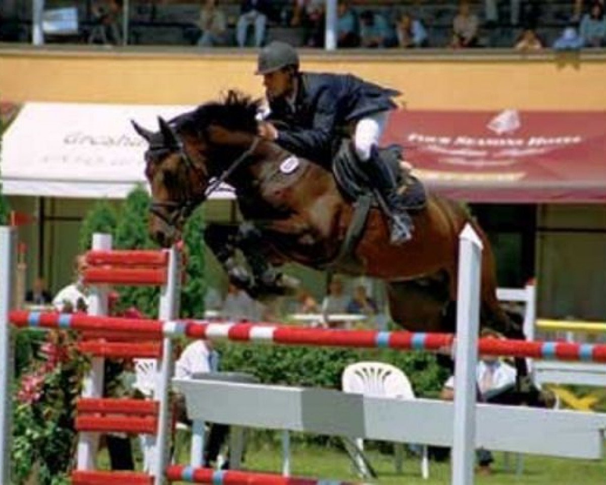 stallion Amati (Holsteiner, 1994, from Acord II)
