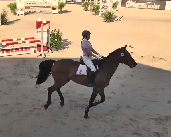 HORSE classics Killingen 2015