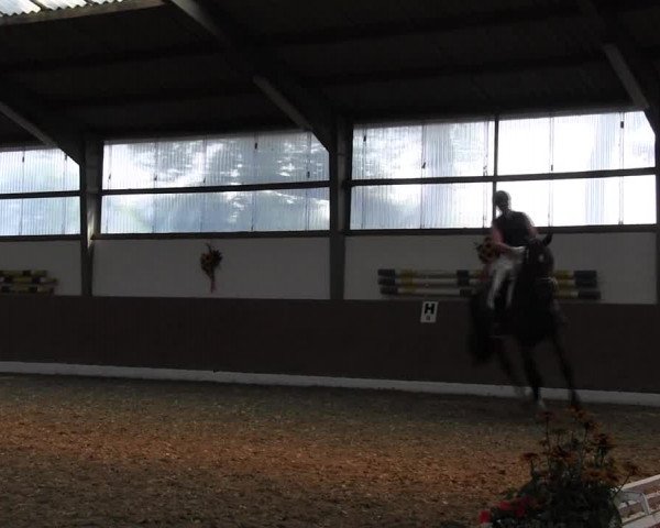 Reitturnier Datteln 2015