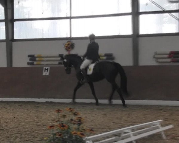 Reitturnier Datteln 2015