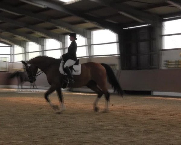 Reitturnier Datteln 2015