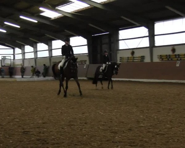 Reitturnier Datteln 2015
