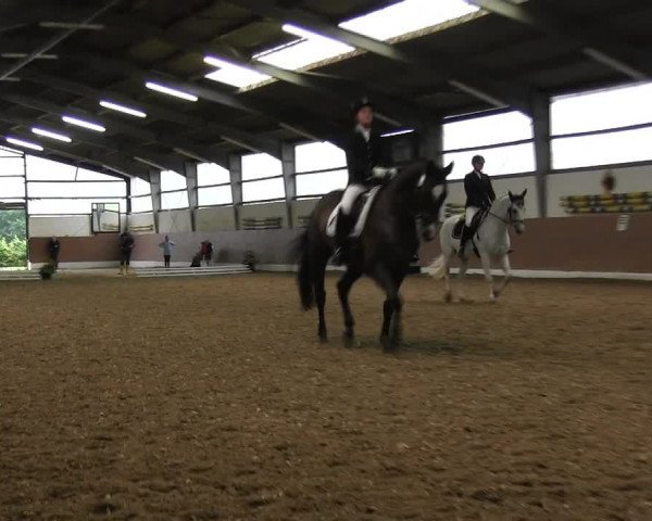 Reitturnier Datteln 2015