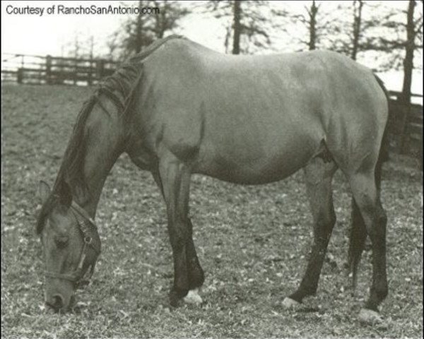 broodmare Hildene xx (Thoroughbred, 1938, from Bubbling Over xx) broodmare Hildene xx (Thoroughbred, 1938, from Bubbling Over xx)