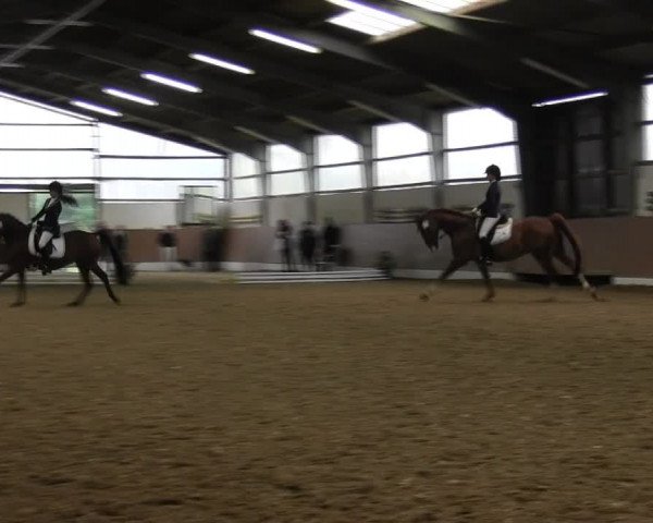 Reitturnier Datteln 2015