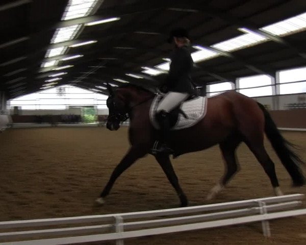 Reitturnier Datteln 2015