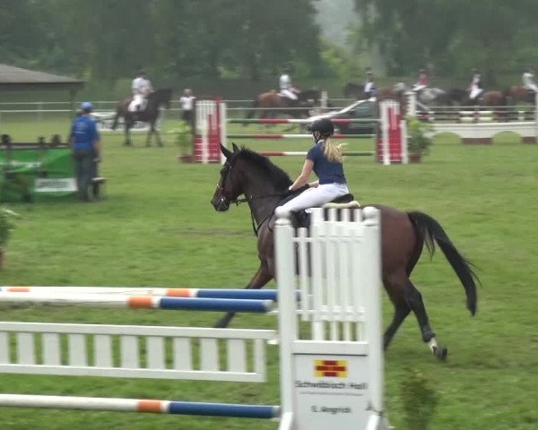 Reitturnier Gardelegen 2015