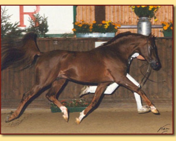 stallion Komplekt ox (Arabian purebred, 1973, from Patron 1951 ox)