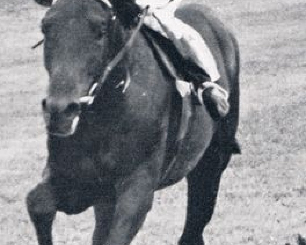 Deckhengst Meteor xx (Englisches Vollblut, 1963, von Chief xx)