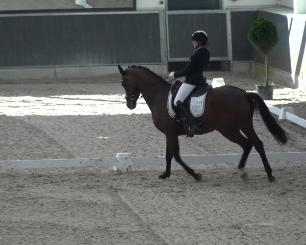 Reitturnier Mönchengladbach-Abtshof 2015