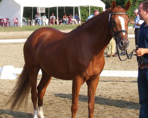broodmare Gallia (German Riding Pony, 2003, from Golden Dancer)