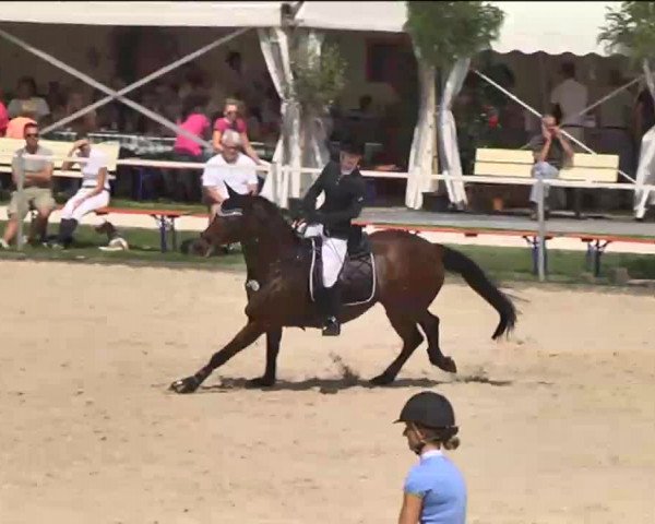 Reitturnier Waldachtal-Heiligenbronn 2015