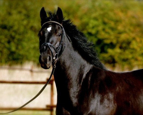 broodmare Why Luna (Oldenburg, 2002, from Welt Hit II)