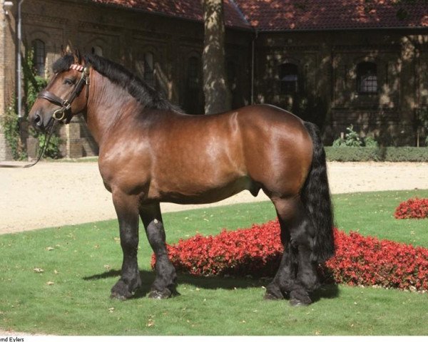 Springpferd Alex (Rheinisch-Deutsches Kaltblut, 2005, von Arminius II)