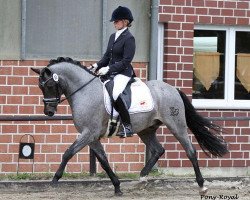 dressage horse Steendieks High Chaprell (German Riding Pony, 2008, from Steendieks Highlander)
