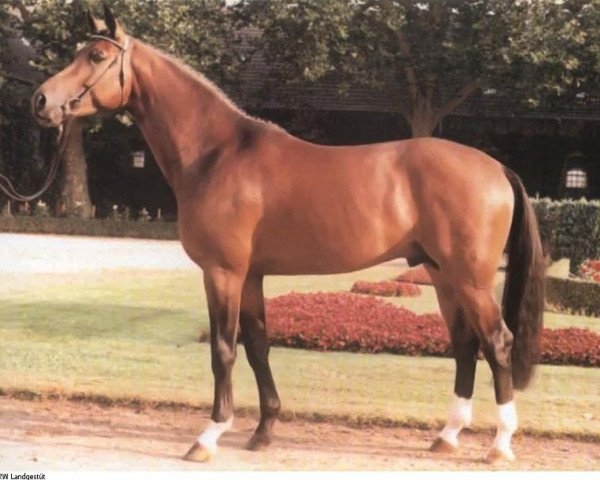Springpferd Faveur (Westfale, 1993, von Florestan I)