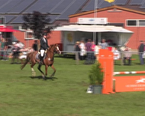 Reitturnier Holdorf 2015