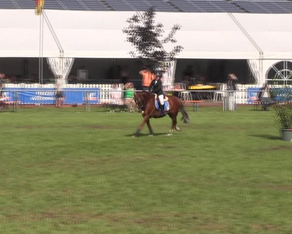 Reitturnier Holdorf 2015