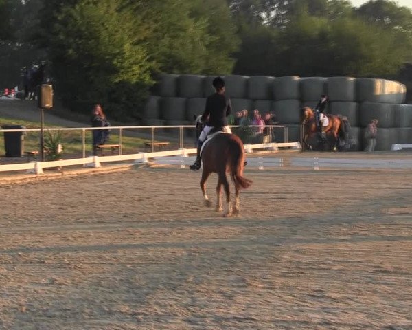 Reitturnier Bühren-Breckerfeld 2015
