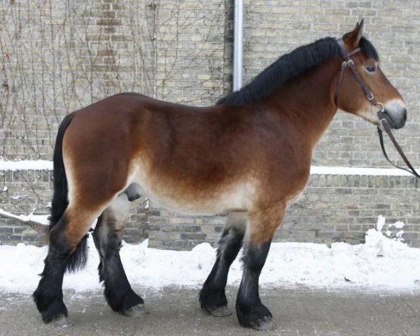 stallion Namiro (Rhenish-German Cold-Blood, 2007, from Nathan)